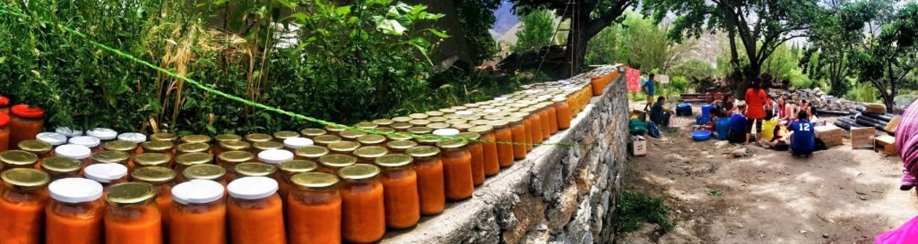 Jars of apricot preserve lined on a stone wall in Ladakh