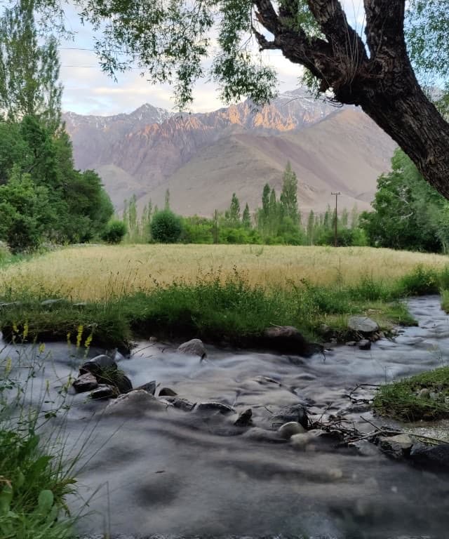 Mountain stream, golden field and peaks near Saspol