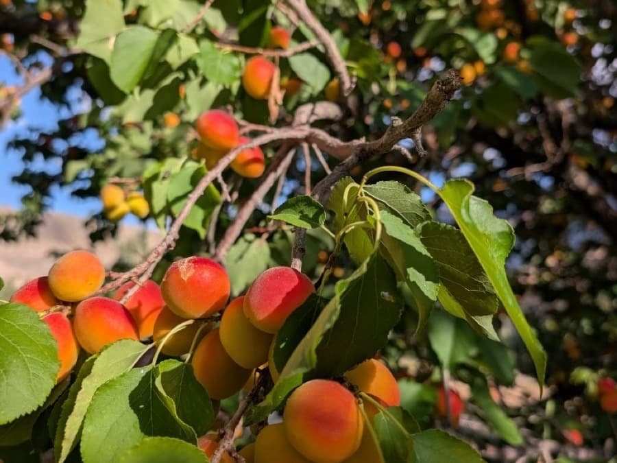 Ripe Halman apricots on the tree in Turtuk