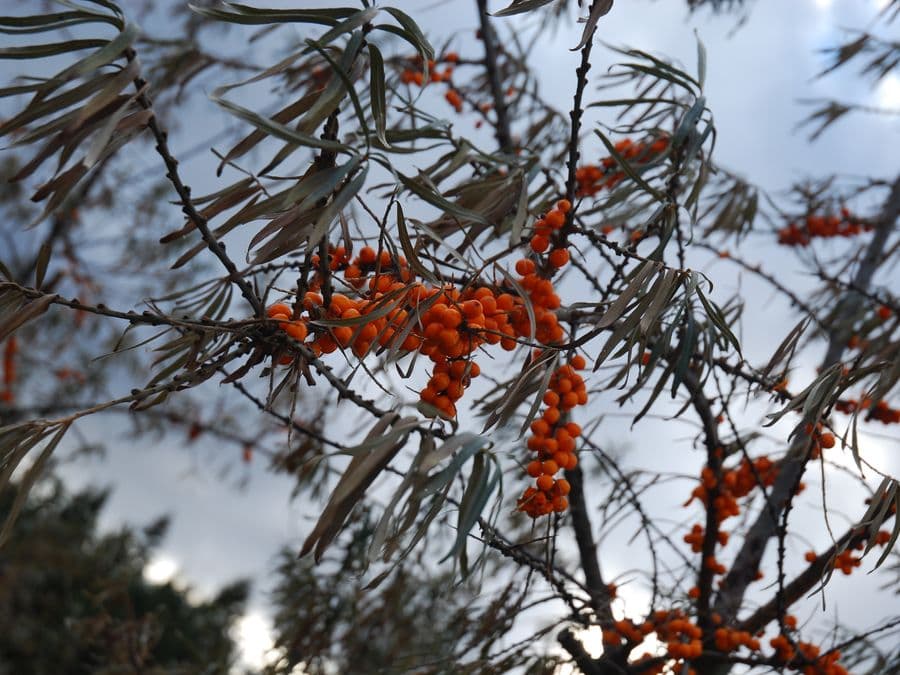 Dried seabuckthorn berries and powder from Nubra Valley