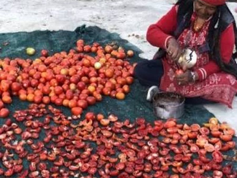 Woman preparing tomatoes for sun-drying on a mesh tarp in Ladakh