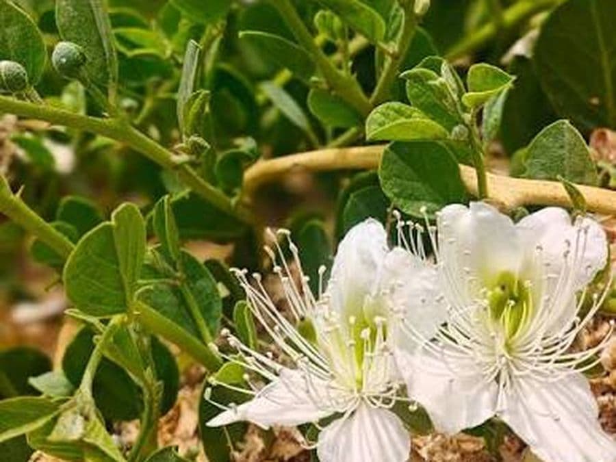 Wild caper plant with white flowers and green buds